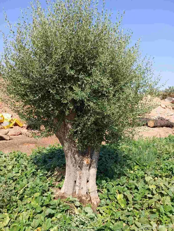 اشجار زيتون 4