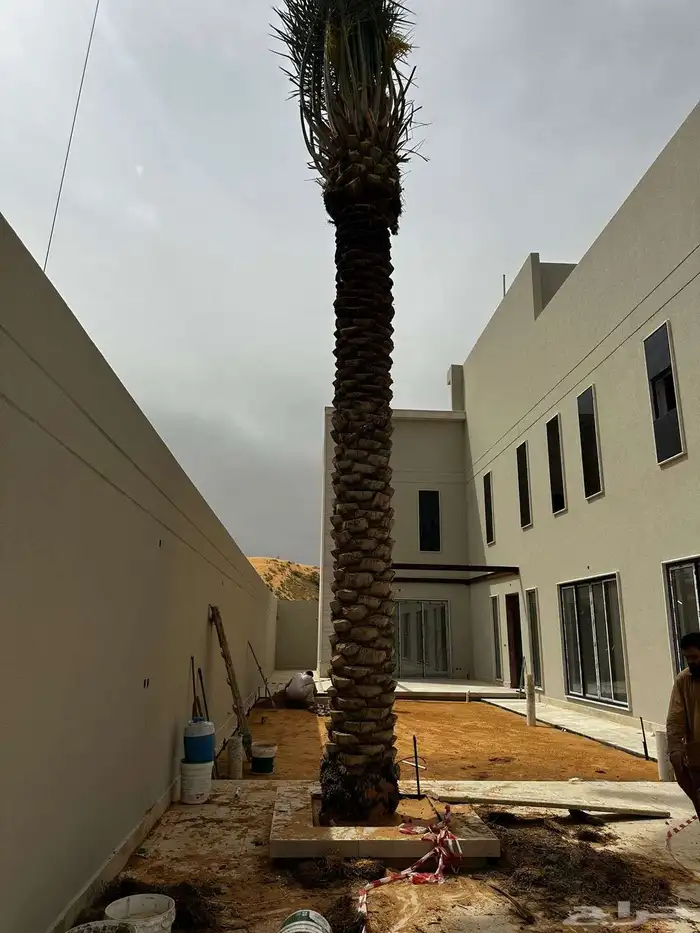 يوجد لدينا جميع انواع النخيل نقايل وجثائث وفروخ جميع انواع 4