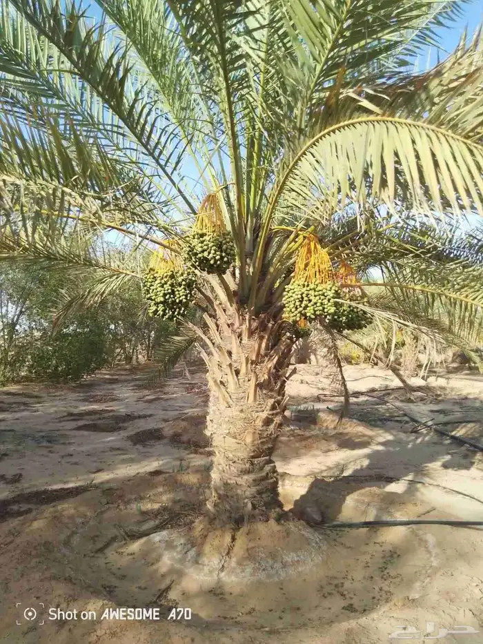 نقوم بقلع وغرس النخيل وتوريد وتركيب 2