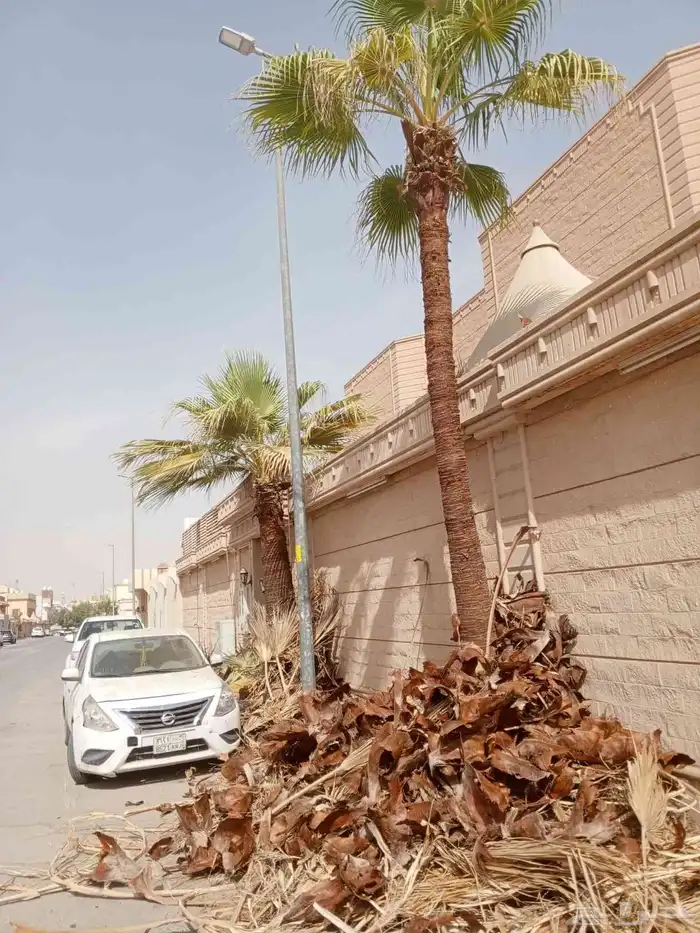 سلام عليكم. نقوم بتكريب وتنظيف وشذاب نخل العربي ول واشنطونيا 1