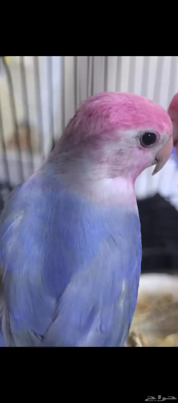 نصبغ و نلون طيرك بصبعه غير مضره 2