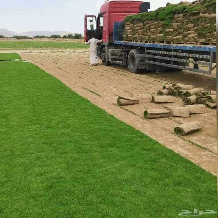 تيل طبيعى المجمعه تنسيق حدائق المجمعه 2