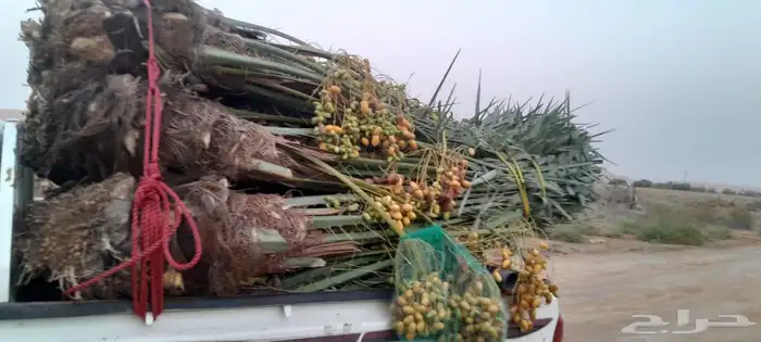 السلام عليكم ورحمه الله وبركاته عندنا نخل طيب متواجد في مكه 7