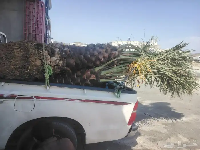 يوجد لدينا جميع انواع النخيل المثمره وجميع المقاسات المختلفة 4