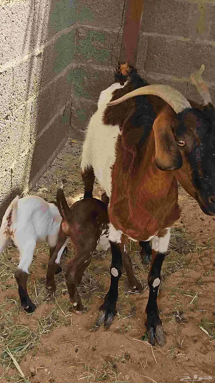 عدد 2 ماعز معها على 2 0