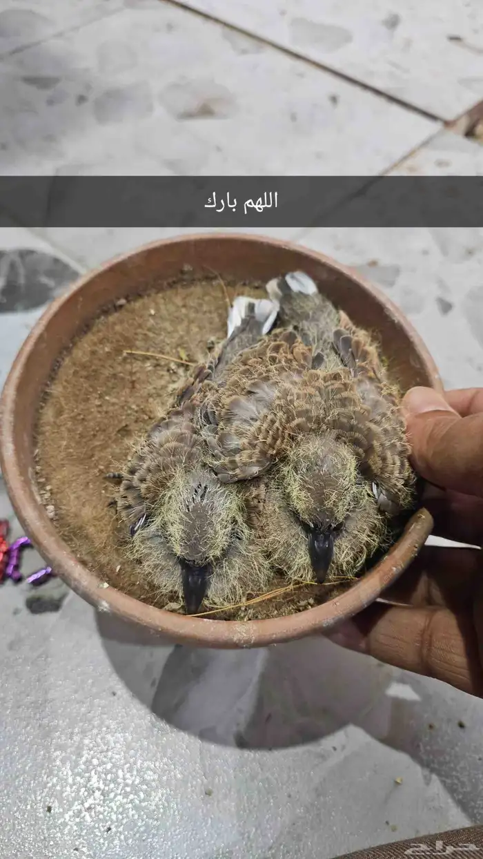 قمري نزل منتج 0