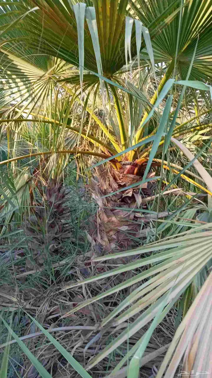 ابوياسين لبيع جميع انواع النخيل البلدي والواشنطن 2