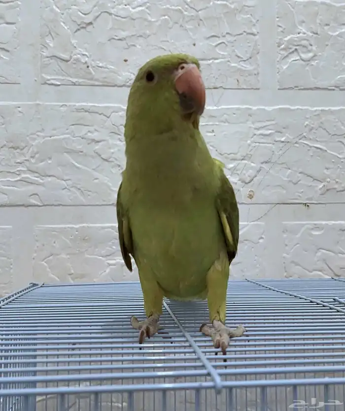 ببغاء دره اليف 0
