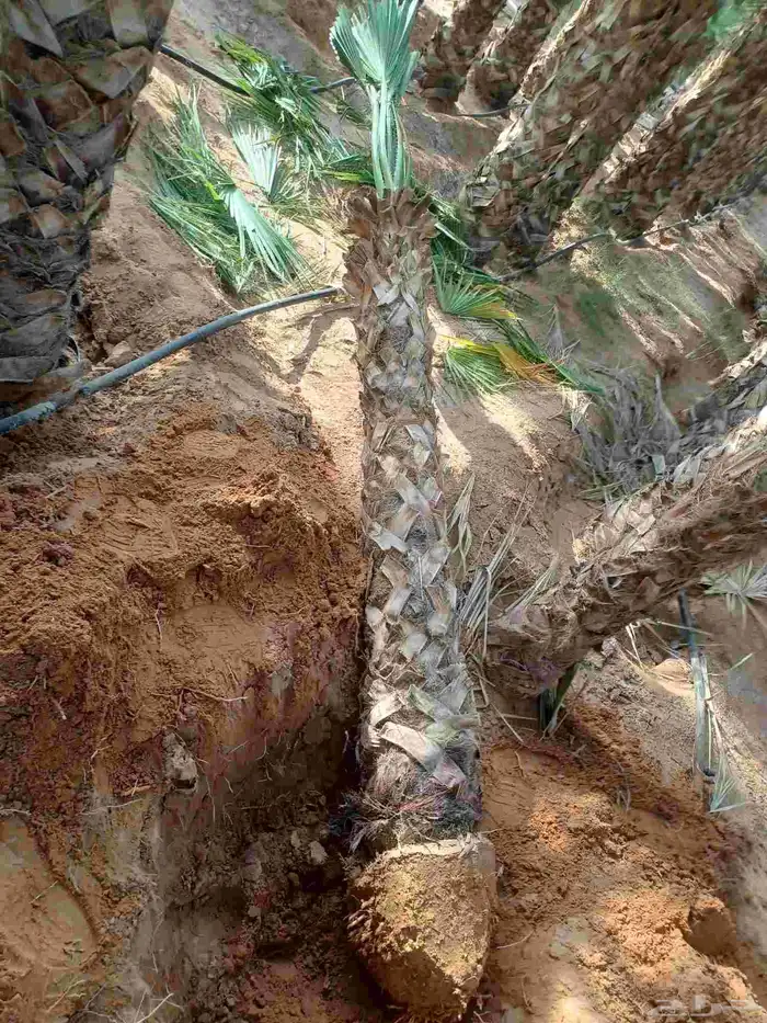 نخيل للبيع عربي وزينه بجميع أنواعه ومقاساته المختلفه 3