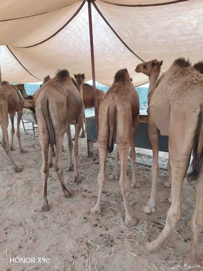 قعدان صومالية نخب اول وجودة ممتازة للملاحم والتجار 2