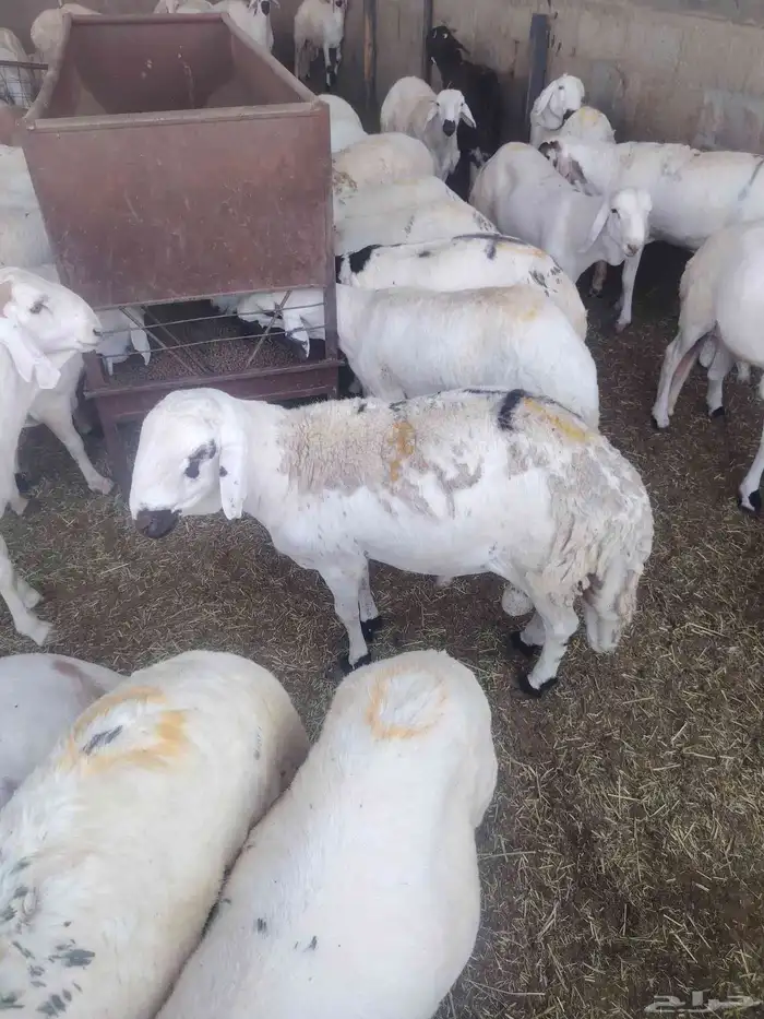 لدينا السواكني المرابي 1