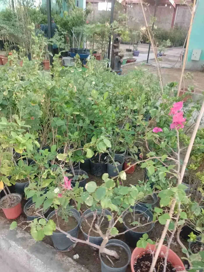 مصطفى بيع جميع انواع النخل البلد واشنطن والعشب الطبيعي والصن 3