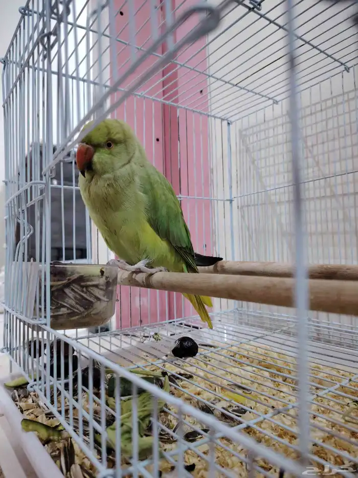 بغبغاء الدره نظيف جدا للبيع على 500ريال 2