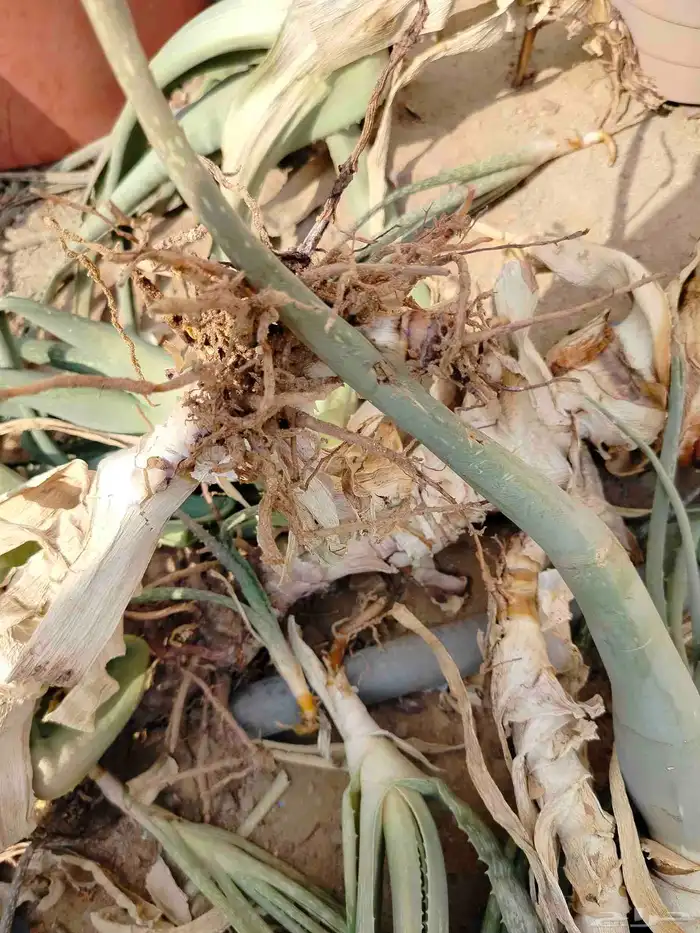 لوجه الله بلاش ماابغى الا الدعاء لي ولأبنائي باالشفاء 2