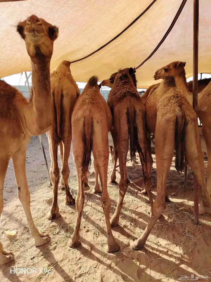 متوفر 45 قعود صومالي نخب اول ولحم ابيض وجرم يجمل 3