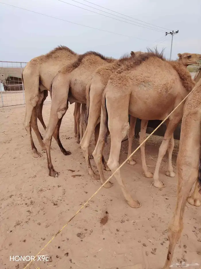 قعدان صومالية نخب اول وجودة ممتازة للملاحم والتجار 1