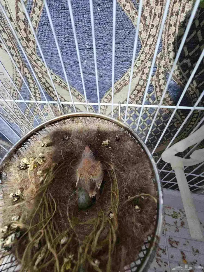 فرغ كناري غر 0