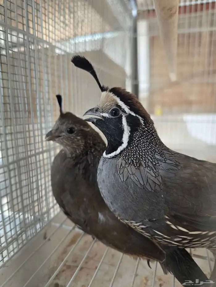 جوز سمان كاليفورنيا للبيع (تم البيع) 0