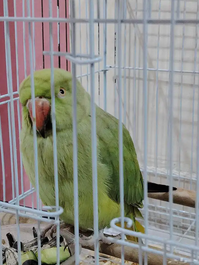 بغبغاء الدره نظيف جدا للبيع على 500ريال 0