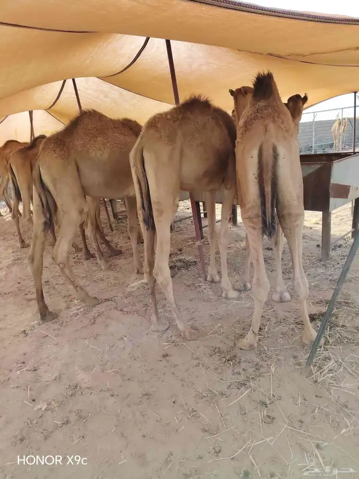 متوفر 45 قعود صومالي نخب اول ولحم ابيض وجرم يجمل 4