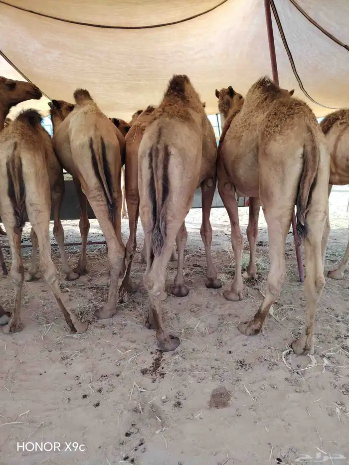 متوفر 45 قعود صومالي نخب اول ولحم ابيض وجرم يجمل 1