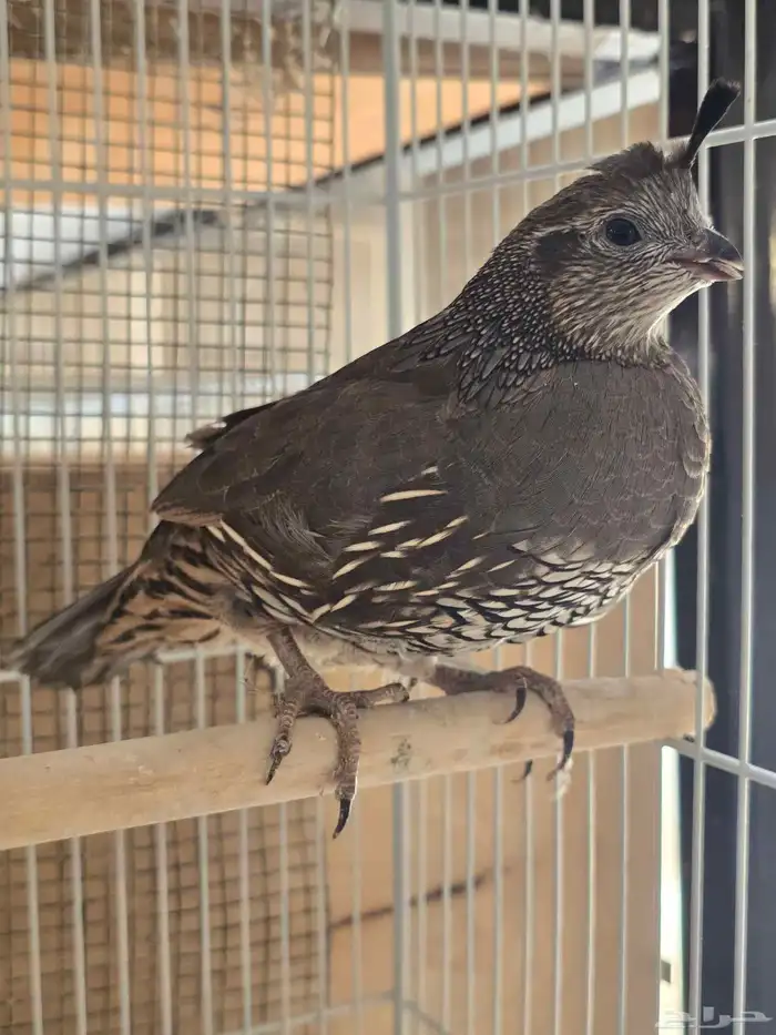 جوز سمان كاليفورنيا للبيع (تم البيع) 2