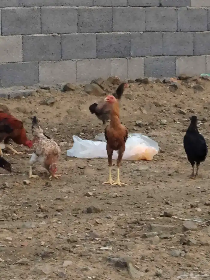 ديك باكستاني 5