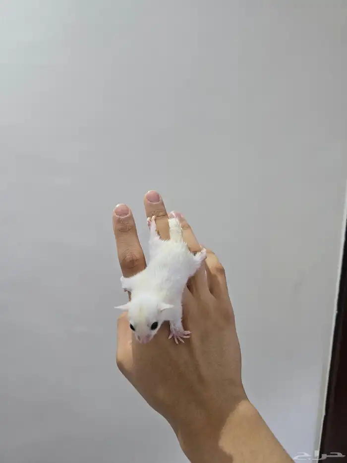 شوقر قلايدر كريمي 4
