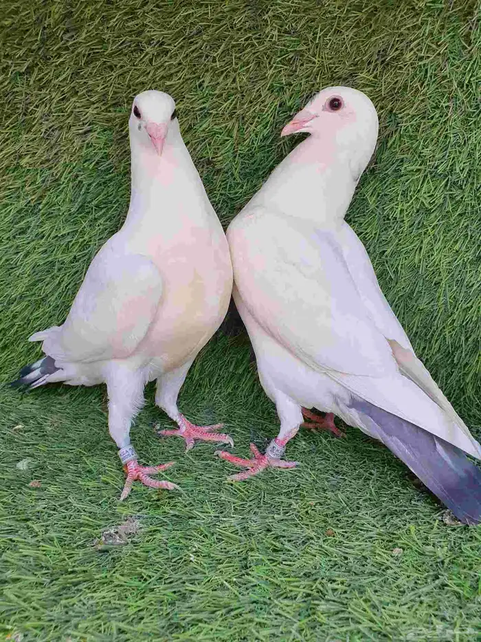 زاجل سباق محجل 2025 0