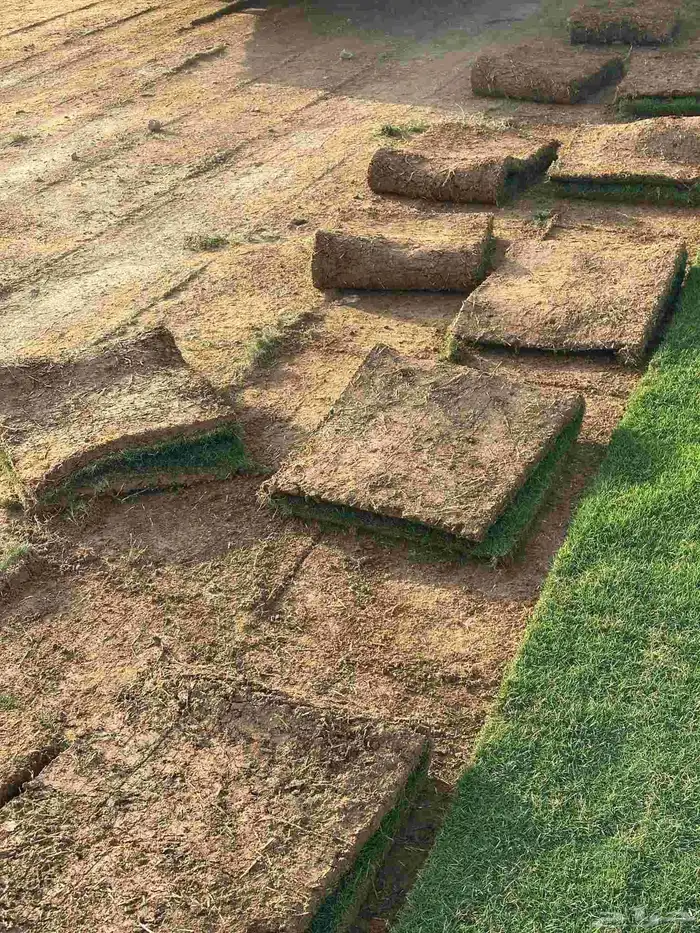 تيل طبيعى المجمعه تنسيق حدائق المجمعه 8