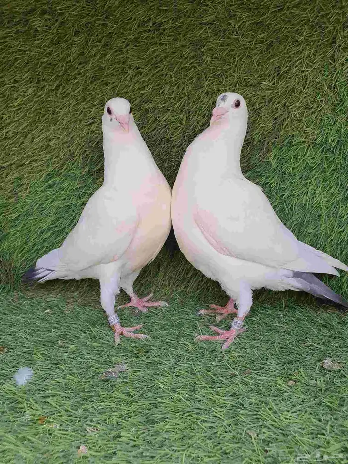 زاجل سباق محجل 2025 2