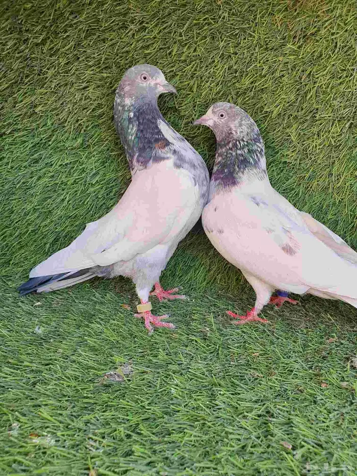 حمام باكستاني 2