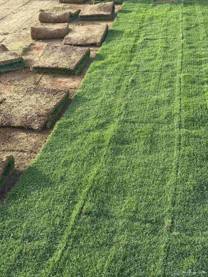 تيل طبيعى المجمعه تنسيق حدائق المجمعه 9