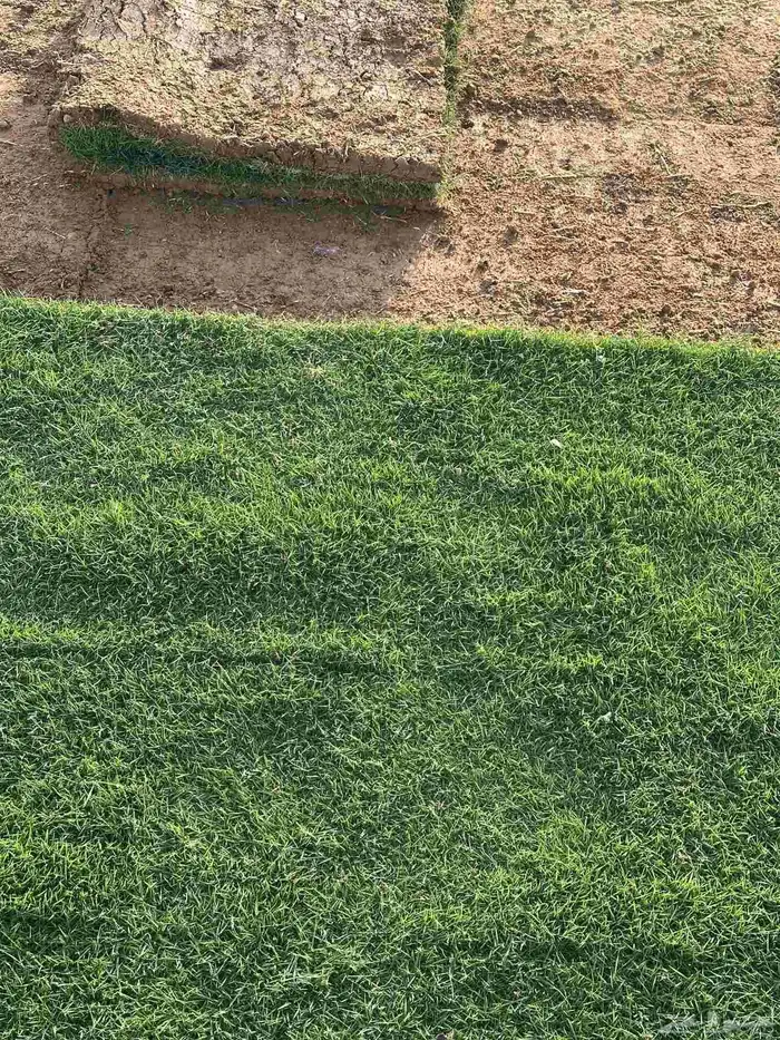 تيل طبيعى المجمعه تنسيق حدائق المجمعه 6