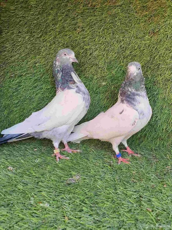 حمام باكستاني 5