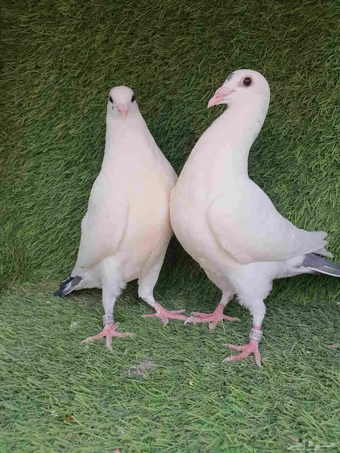 زاجل سباق محجل 2025 7