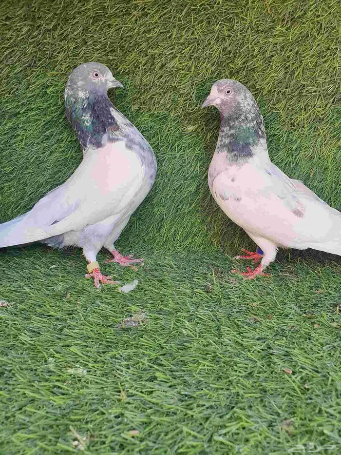 حمام باكستاني 6