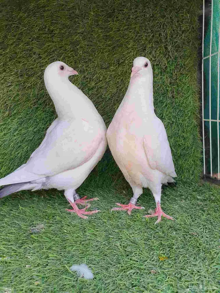 زاجل سباق محجل 2025 6