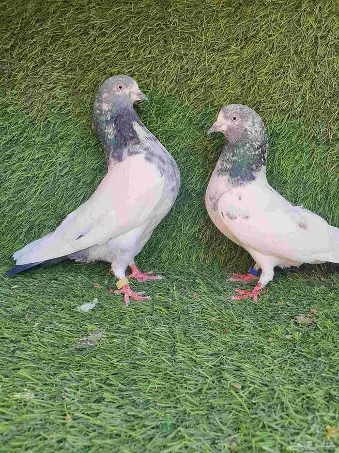 حمام باكستاني 7