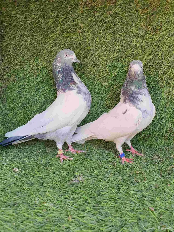 حمام باكستاني 3