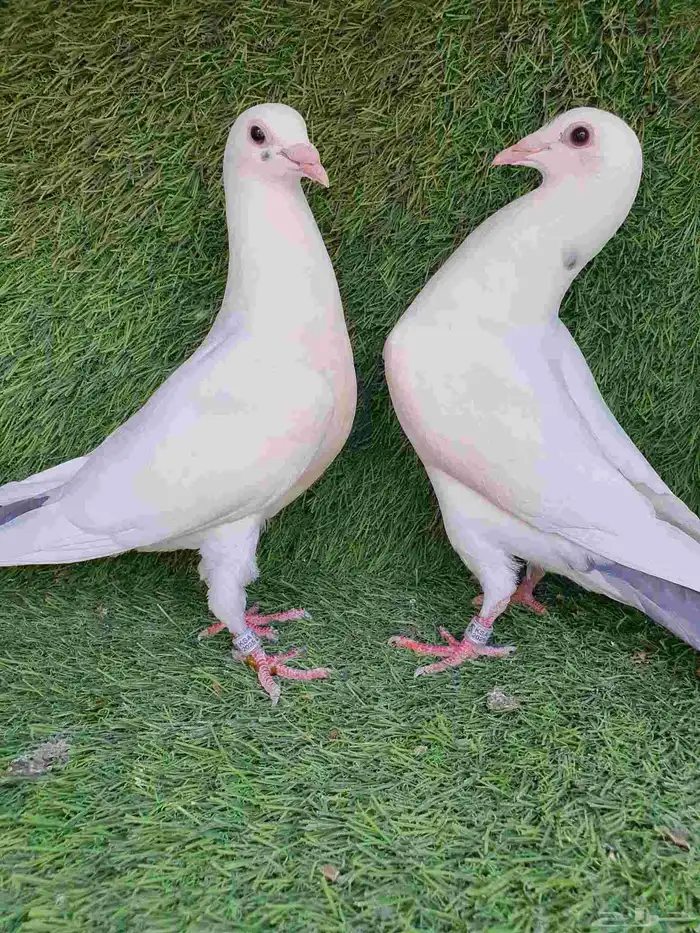 زاجل سباق محجل 2025 3