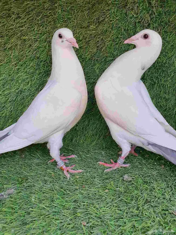 زاجل سباق محجل 2025 4