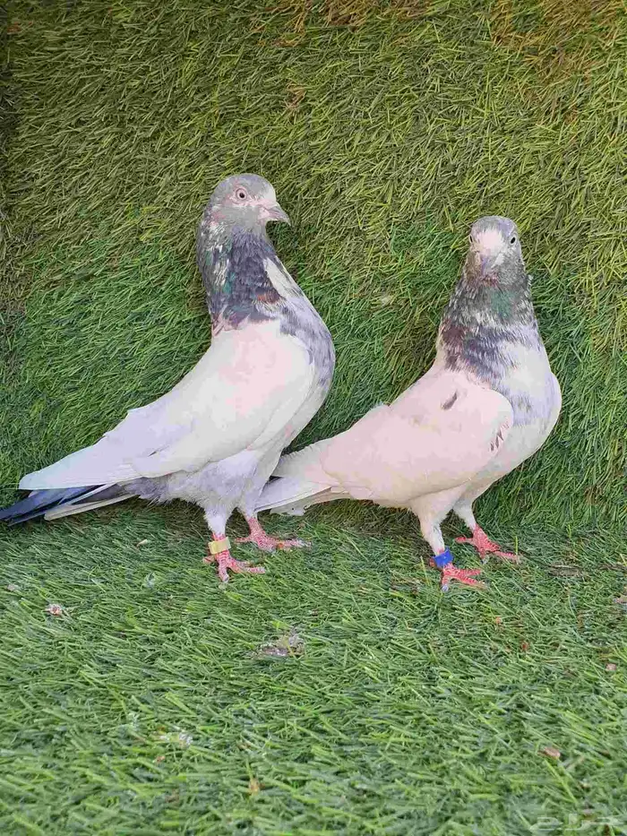 حمام باكستاني 4