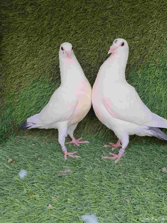 زاجل سباق محجل 2025 5