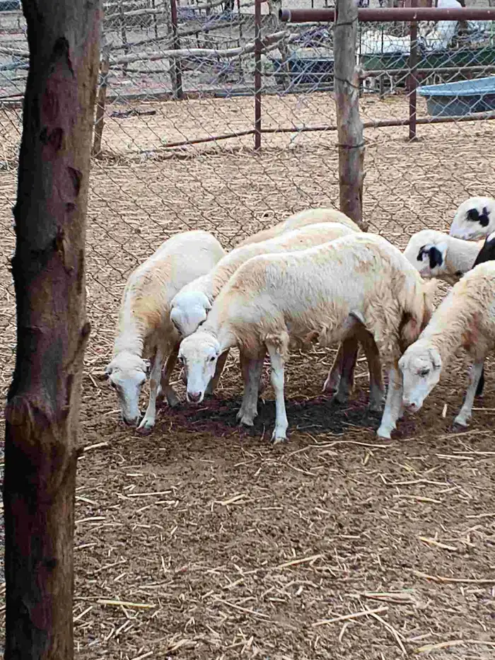 اعرض لك رخال بلدي مضمون رقم واحد 4