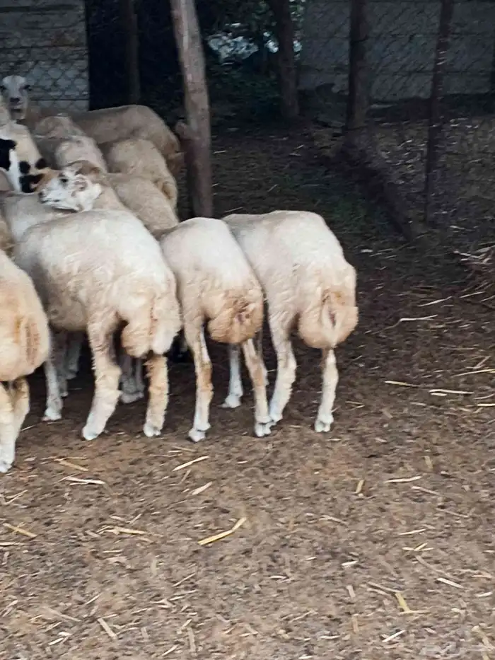 اعرض لك رخال بلدي مضمون رقم واحد 6