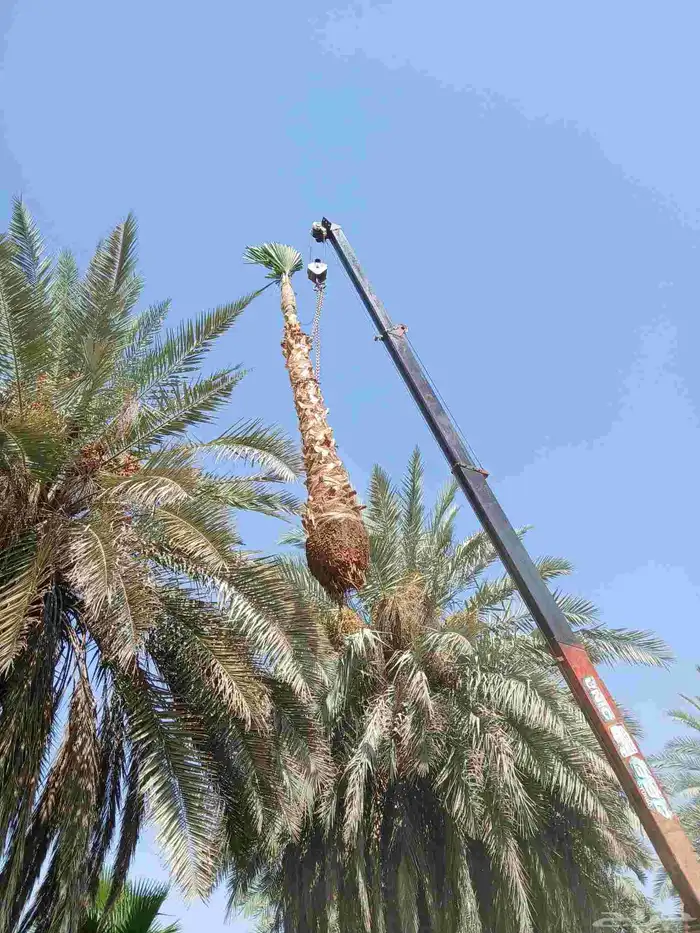 ابو عساف لتوريد انخيل بجميع المقسات أحجام متنسقه 6