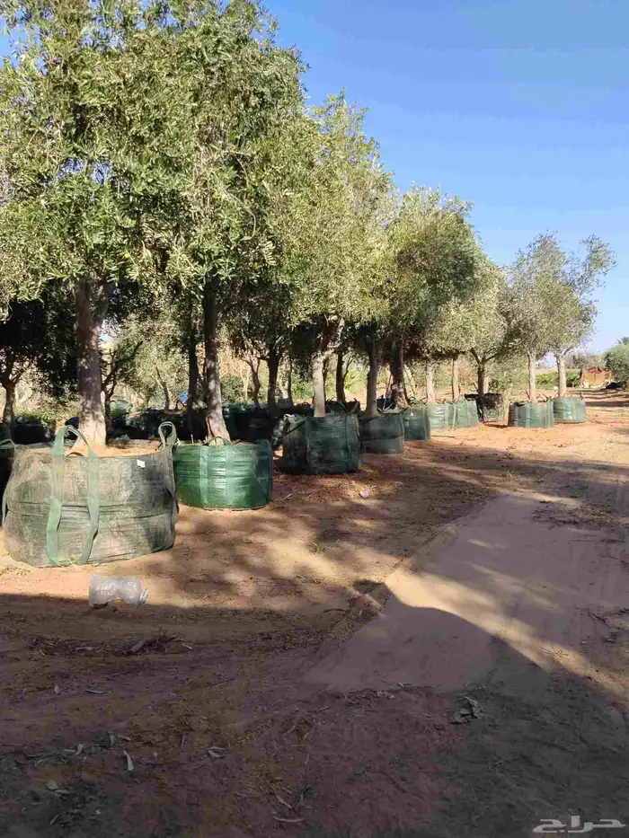 اشجار زيتون معمر ومحضان للبيع جميع النواعه 5