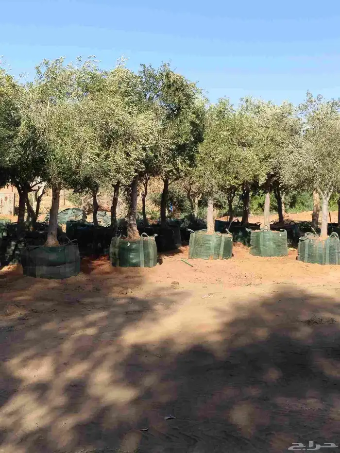 اشجار زيتون معمر ومحضان للبيع جميع النواعه 2
