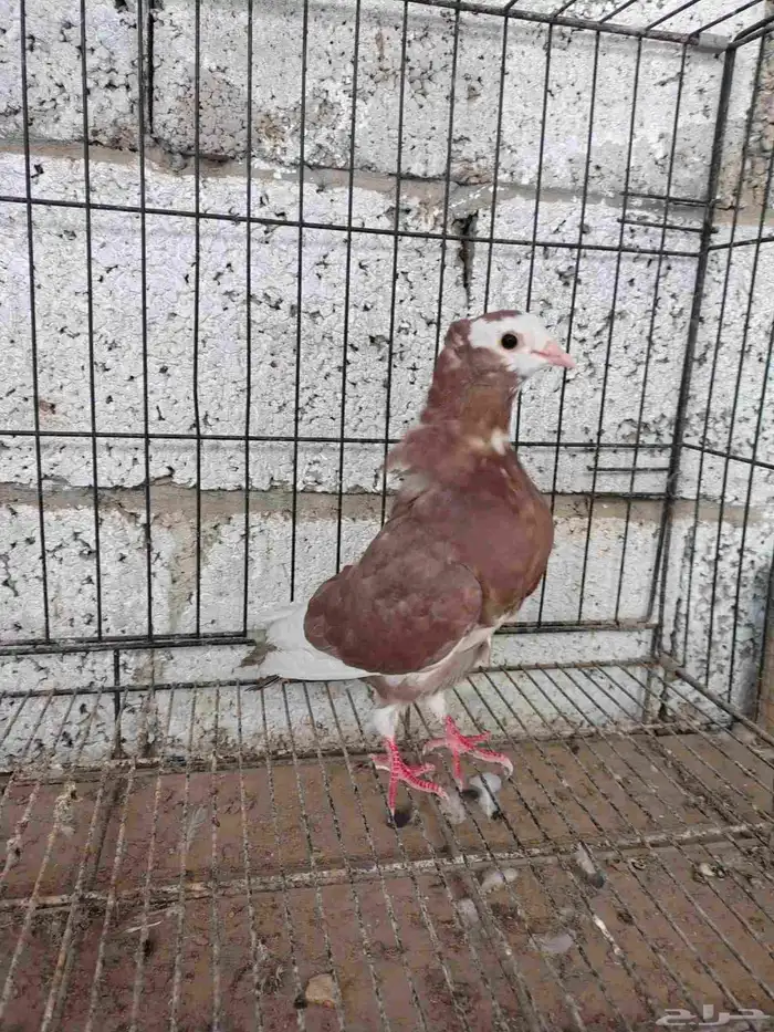 للبيع حمام 0